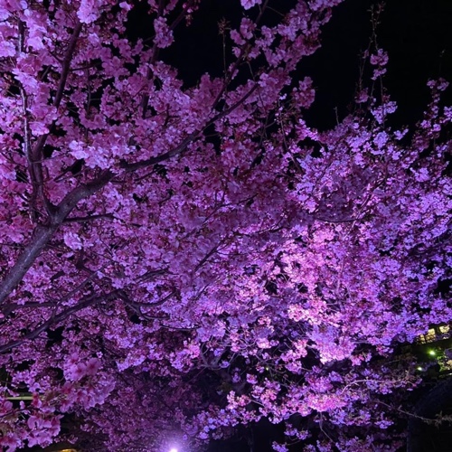 河津桜 夜桜ライトアップ 伊豆稲取文化公園 無料の足湯も