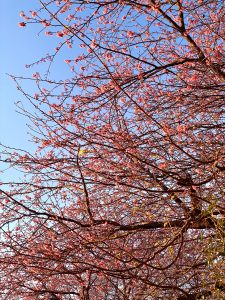 （縦写真）河津正月桜 河津桜より早い伊豆の超早咲き