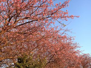 （横写真）河津正月桜 河津桜より早い伊豆の超早咲き