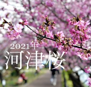 今日の河津桜2021年2月11日 伊豆河津発祥の早咲き桜 徳造丸