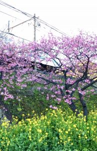 河津桜並木2021年2月15日伊豆河津町発祥の早咲き桜