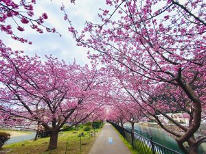 今日の河津桜2021年2月14日伊豆河津発祥の早咲きの桜